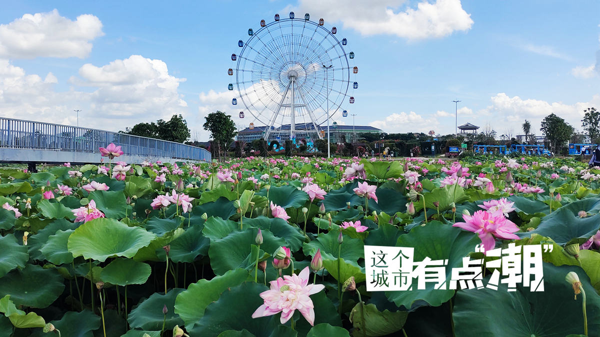 【这个城市有点潮】贵港：今夕是“荷”夕 这座城怎么“荷”里“荷”气的