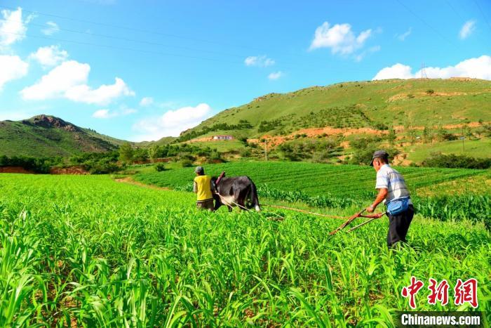 内外冲击下，中国“粮袋子”能否稳得住？