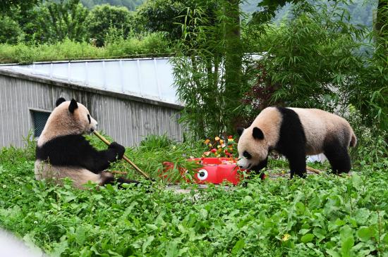 大熊猫“福宝”迎来回国后首个生日