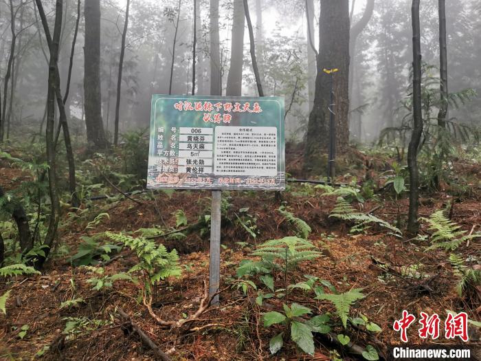 对江镇龙场村林下天麻种植基地。李腾飞 摄