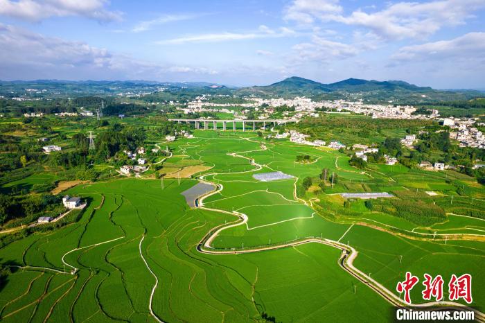 贵州黔西：盛夏田园 绿意盎然