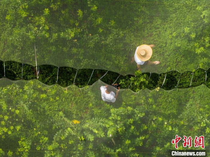 贵州毕节400亩皇后李上市在即种植基地管护忙