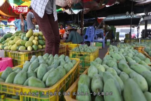 女村医跨界种植芒果带富一方