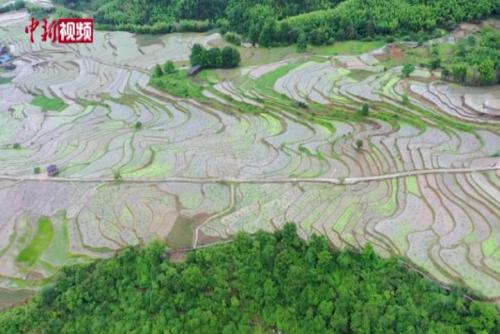 福建建宁连片荷叶田景致如画