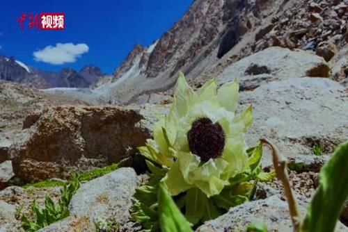 实拍天山雪莲花绽放