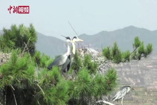 山西吕梁迎来苍鹭迁徙高峰