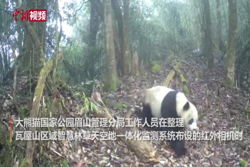 野生大熊猫频繁出没瓦屋山