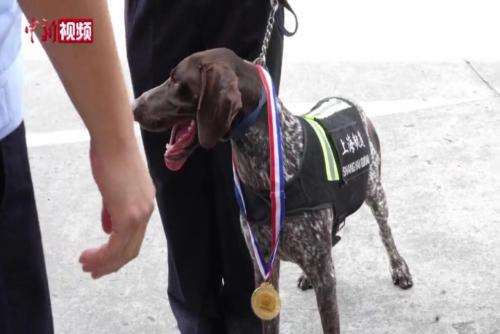 警犬“汪汪队”现场比拼看家本领