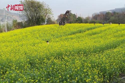 福州花海公园麦穗与油菜花齐绽放