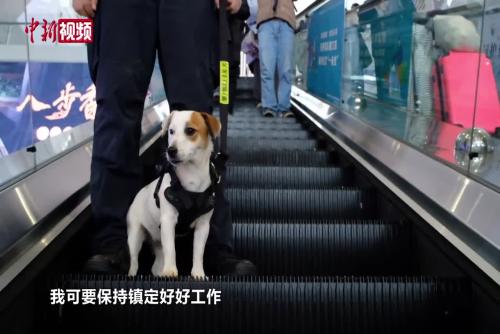 “实习警犬”小P的第一个春运