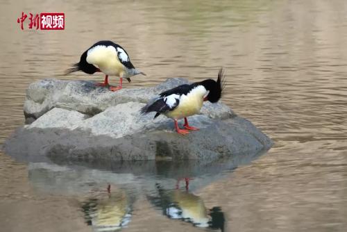 实拍“鸟中大熊猫”中华秋沙鸭觅食嬉戏