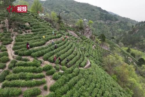 河南信阳毛尖全面开采 茶农采摘忙