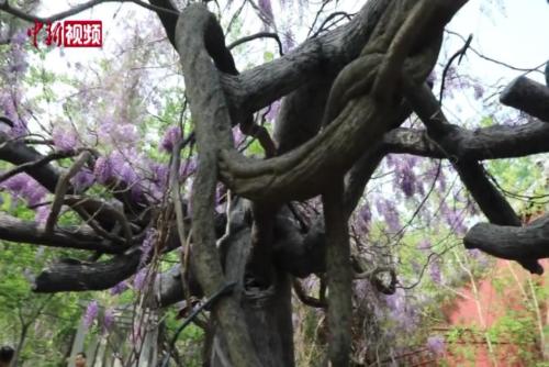 山东宁阳：千年紫藤花开如瀑