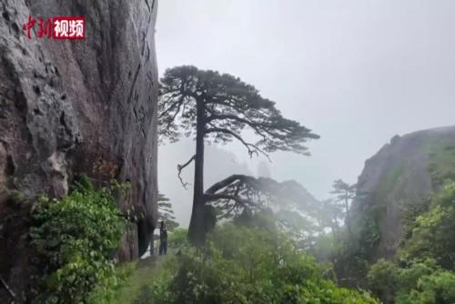 风雨袭击下 黄山迎客松还好吗？