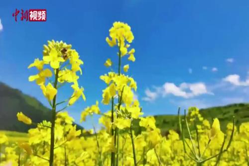 四川壤塘：盛夏七月 油菜花开成海