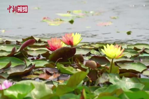 “京津冀最美湿地”河北衡水湖三朵双色睡莲同框