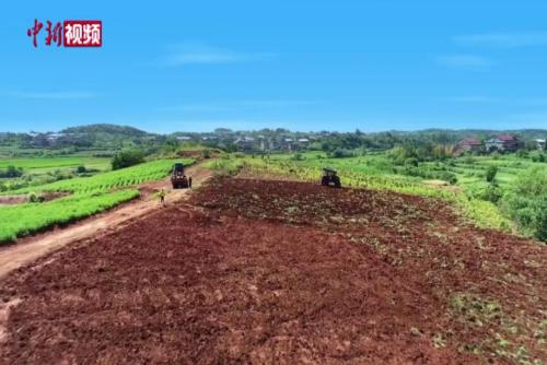 湖南茶陵：白芷飘香旺销海外